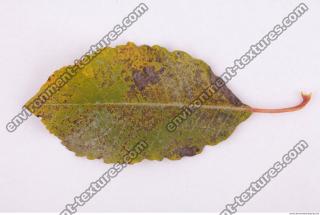 Photo Texture of Leaf 0090